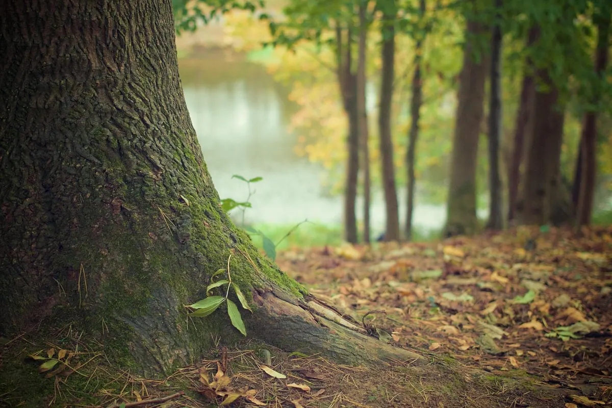 Common Larch Tree Mistakes: 10 Problems to Avoid