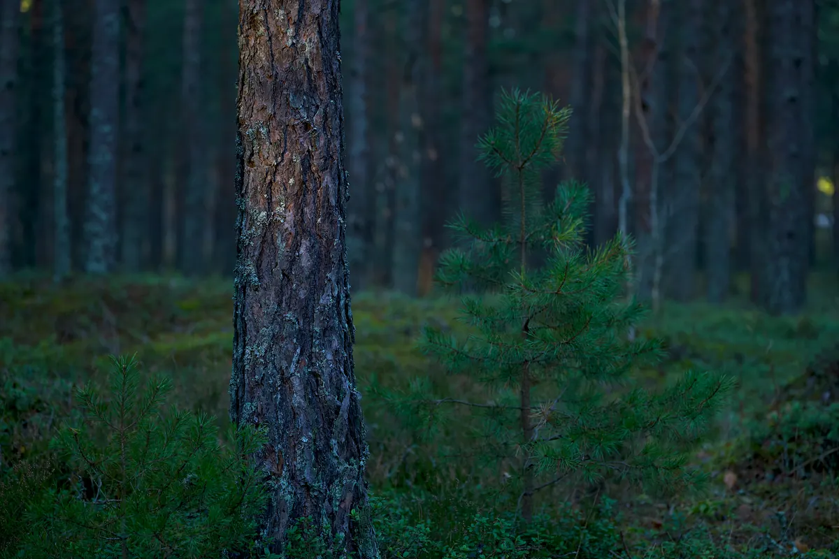 European Larch vs Japanese Larch: Which Is Better for UK Woodlands and Gardens?