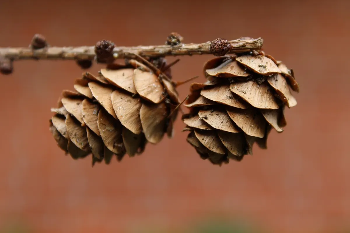 Growing Larch from Seed: A Beginner's Guide to Cones, Stratification and Saplings