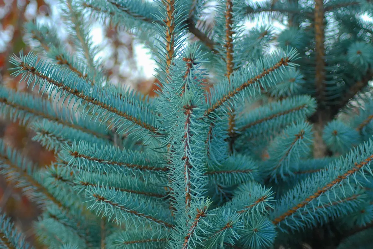 Larch for Landscaping: 7 Design Ideas for UK Gardens