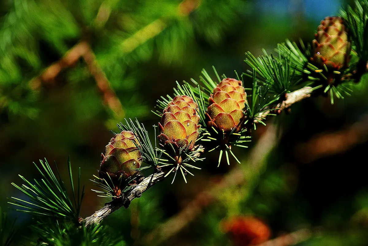 Larch Shelterbelts for UK Small Woods: Spacing, Layout and Wind Protection