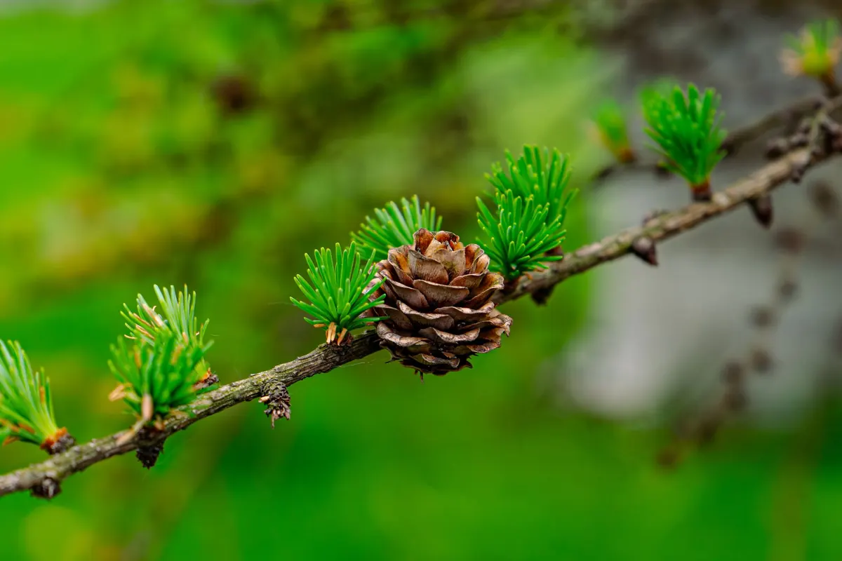 Larch Tree Spring Care Checklist: Needle Flush, Mulching and Pest Checks