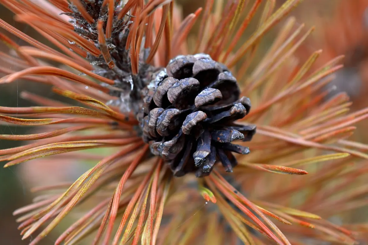 Larch vs Pine vs Spruce: How to Tell UK Conifers Apart