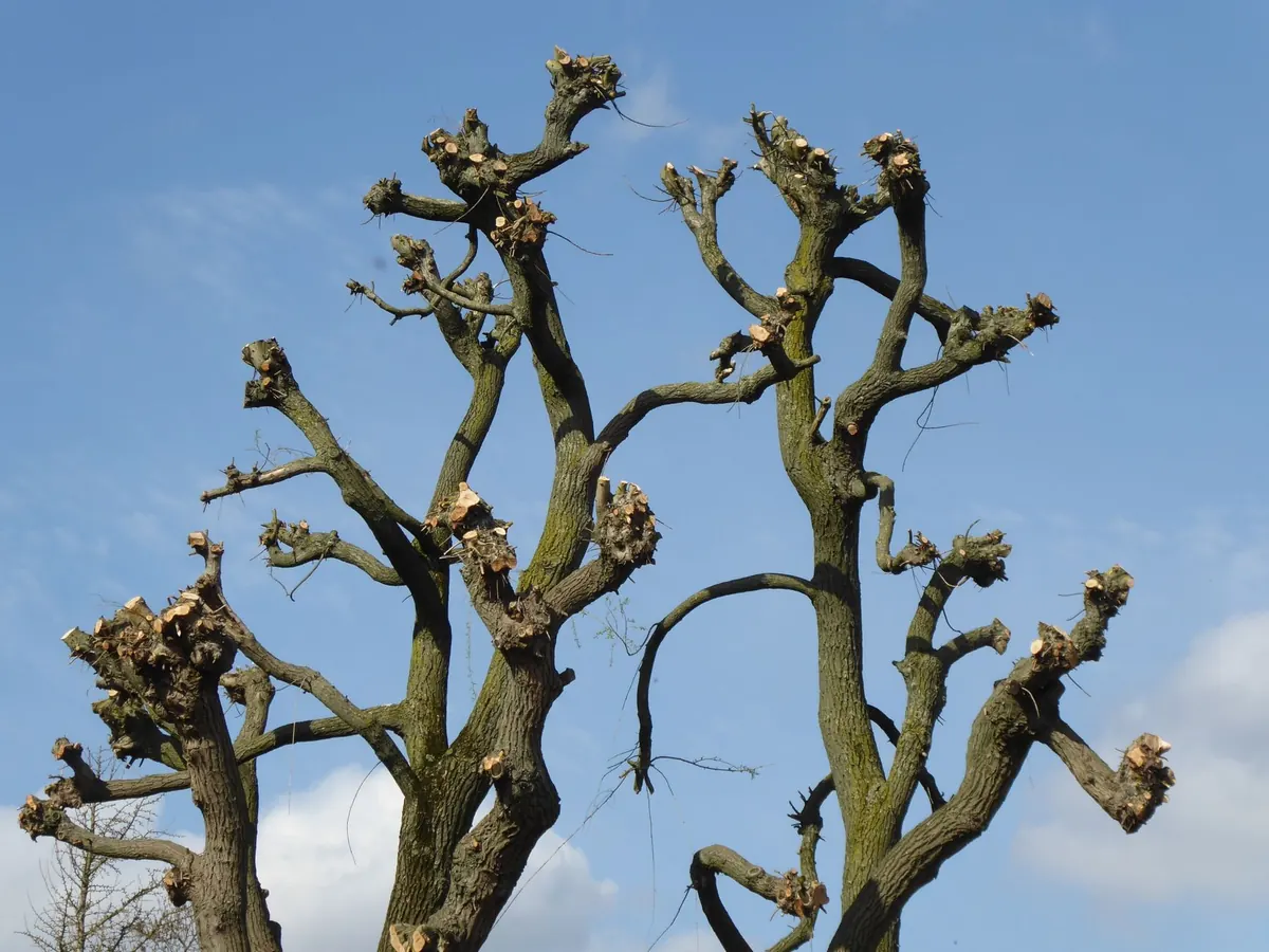 Pruning Larch Trees: When, How and What to Avoid